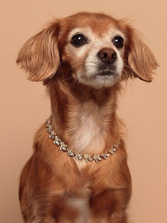 Olive & Piper Mini Lucy Necklace $4 default Gold thumbnail